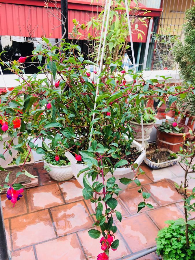 האנוי Lee'S Family Homestay מראה חיצוני תמונה